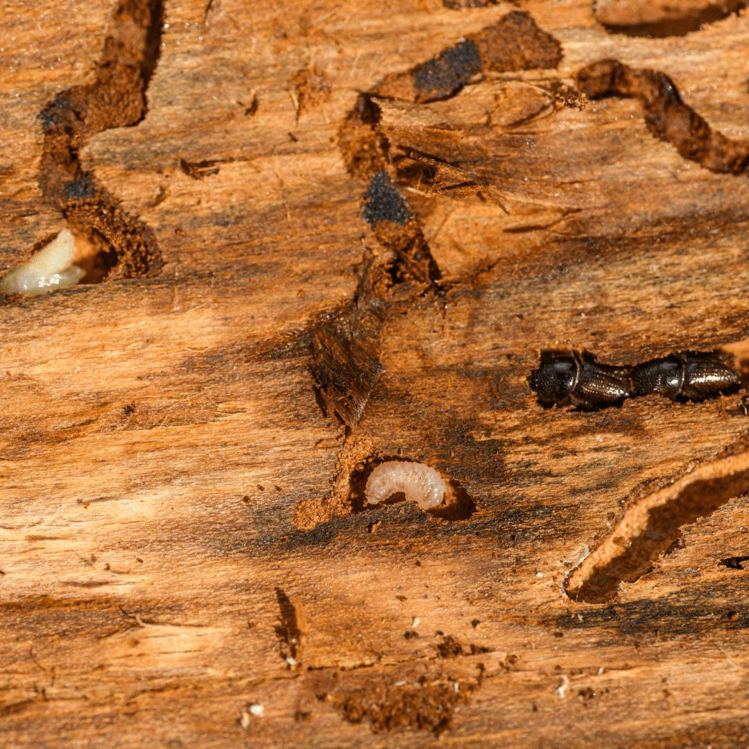 Diagnostic termites